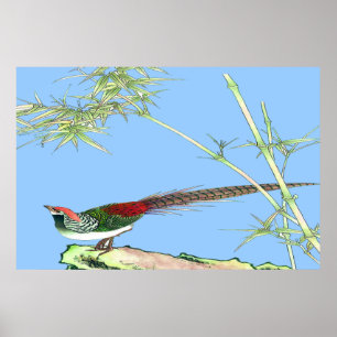 Pheasant Standing poster Drawing 7