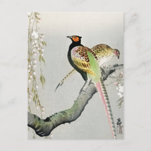 Pheasants and cherry blossom ++ Ohara Koson -  Postcard