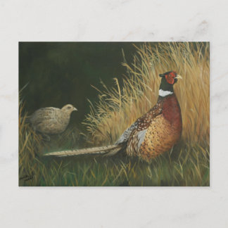 Phéasants dans l'art de terrain Carte postale