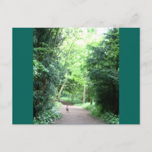 Pheasin sur le sentier forestier Photo Carte posta