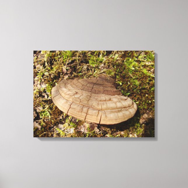Phellinus igniarius Mushroom Canvas Print (Front)