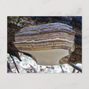 Phellinus igniarius Mushroom Postcard