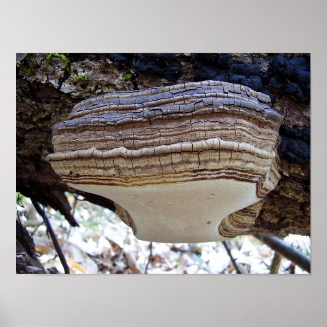 Phellinus igniarius Mushroom Poster (Front)