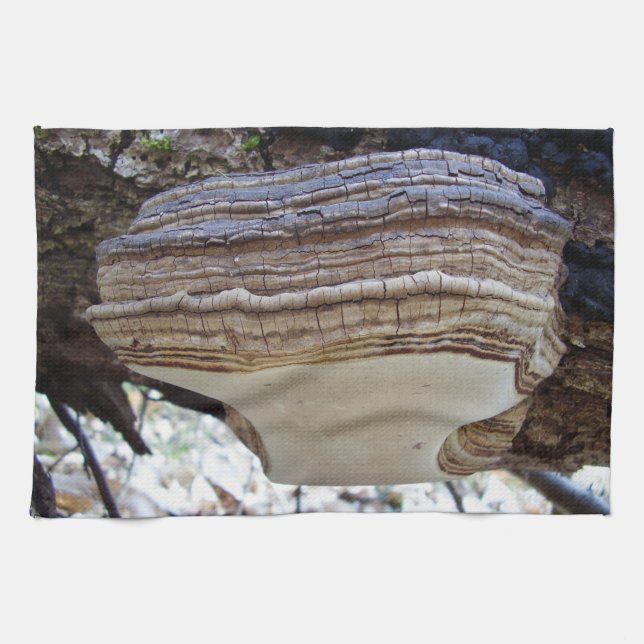 Phellinus igniarius Serviette de thé de champignon (Horizontal)