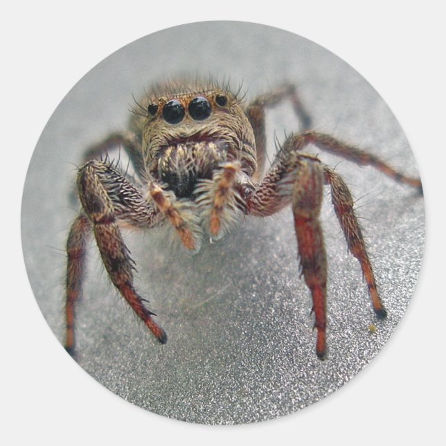 Phiddipus Jumping Spider Series Matching Items Classic Round Sticker (Front)