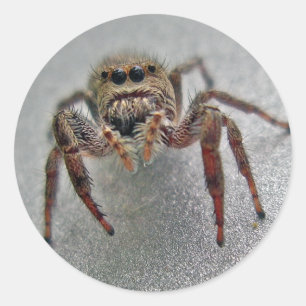 Phiddipus Jumping Spider Series Matching Items Classic Round Sticker