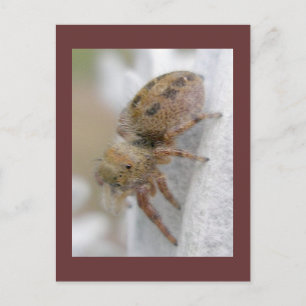 Phidippus clarus Jumping Spider Postcard
