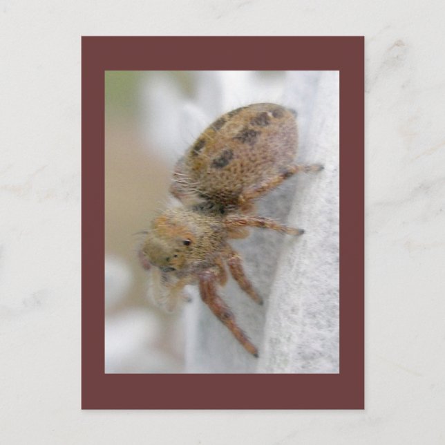 Phidippus clarus Jumping Spider Postcard (Front)