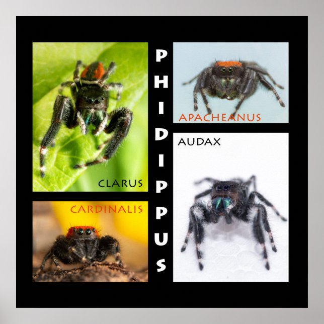 Phidippus jumping spider set poster (Front)