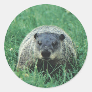 Phil Groundhog Classic Round Sticker