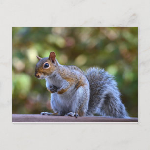 Philadelphia Grey Squirrel Postcard