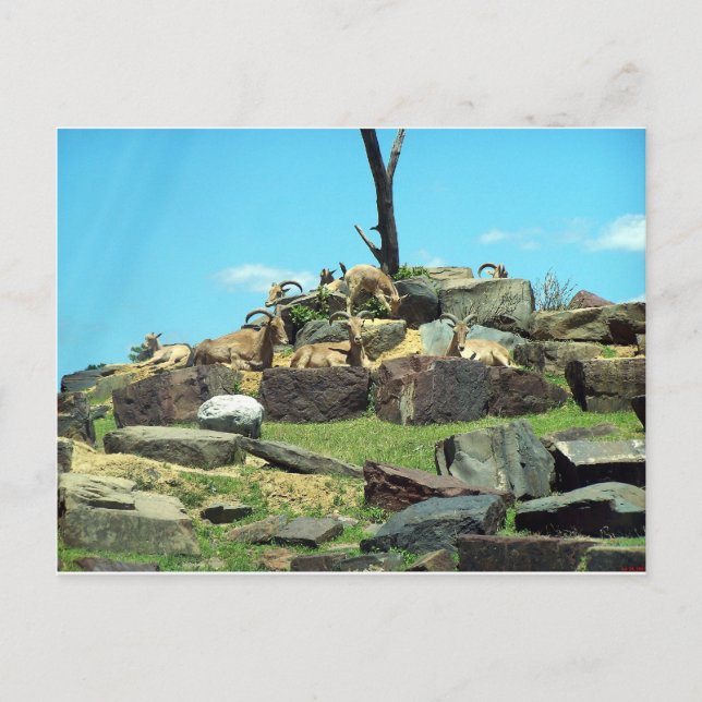 Philadelphia Zoo Postcard (Front)