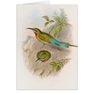 Philippine Bee-eater (1850-1883) 