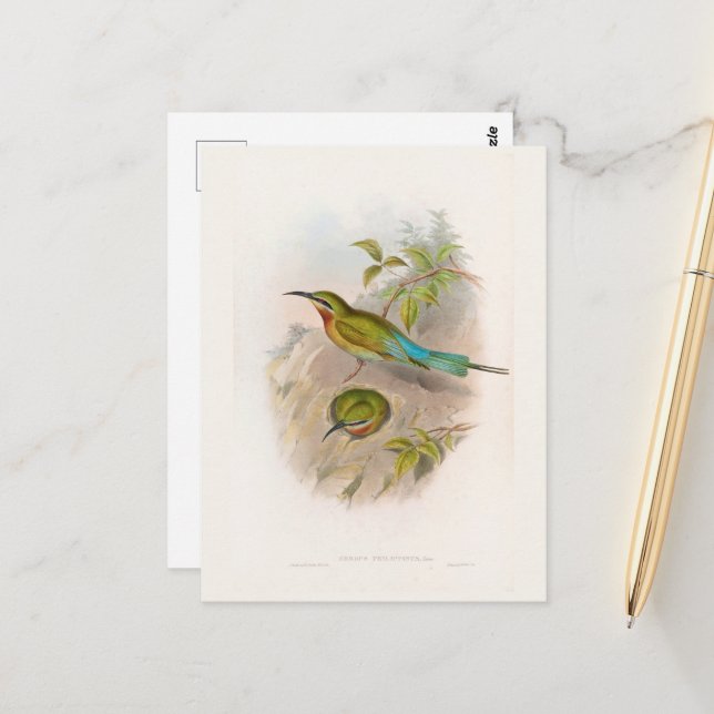 Philippine Bee-eater (1850-1883)  Postcard (Front/Back In Situ)