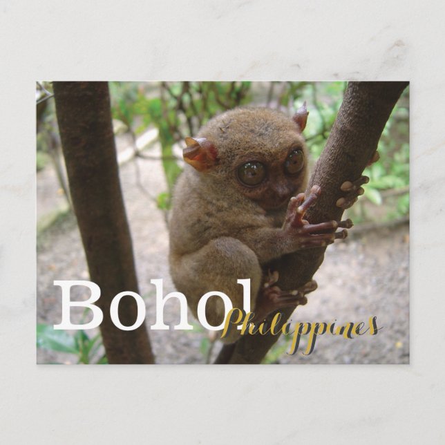 Philippine Tarsier from Bohol Postcard (Front)