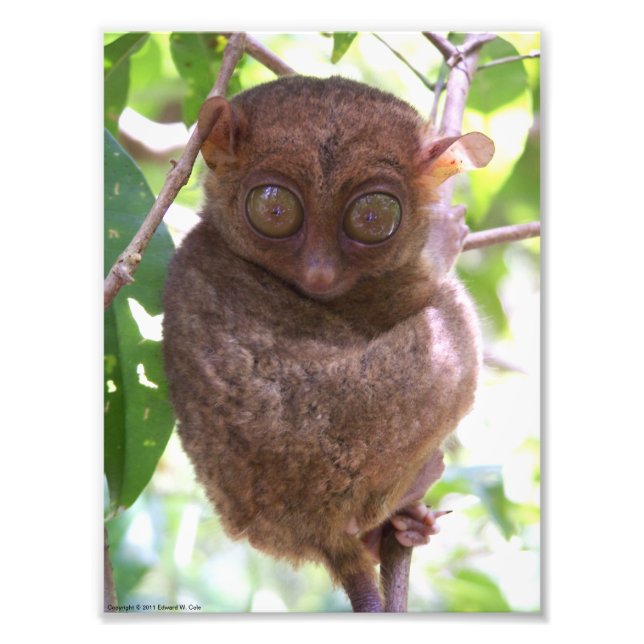 Philippine Tarsier Photo Print (Front)