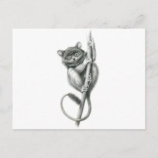 Philipppine Tarsier schukina Postcard