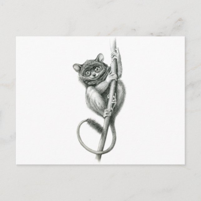 Philipppine Tarsier schukina Postcard (Front)