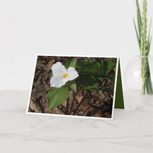 Philosophical flower trillium greeting card