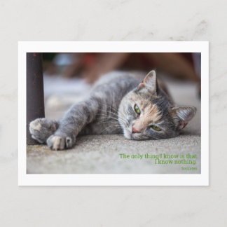 philosophical quote cat postcard