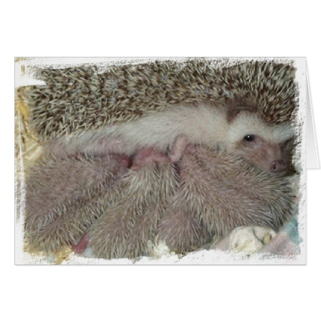 Phlox and Babies (Front Horizontal)