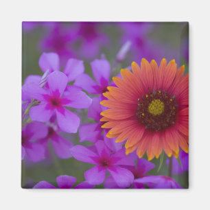 Phlox and Indian Blanket near Devine Texas Magnet