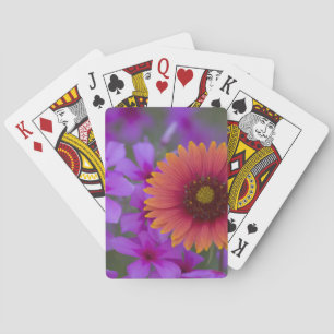 Phlox and Indian Blanket near Devine Texas Playing Cards