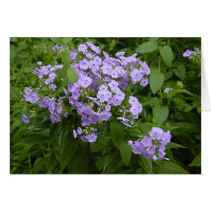 Phlox blossoms card