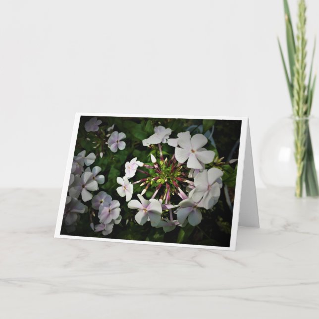 Phlox, card (Front)