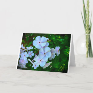 Phlox, Card