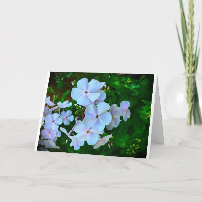 Phlox, Card (Front)