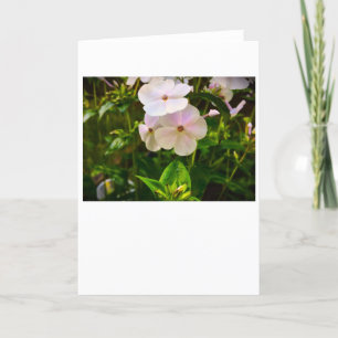 Phlox, card
