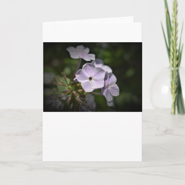 Phlox, card (Front)