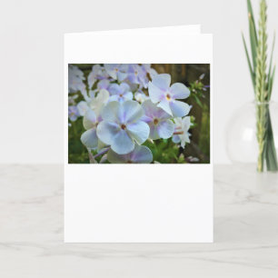 Phlox, card