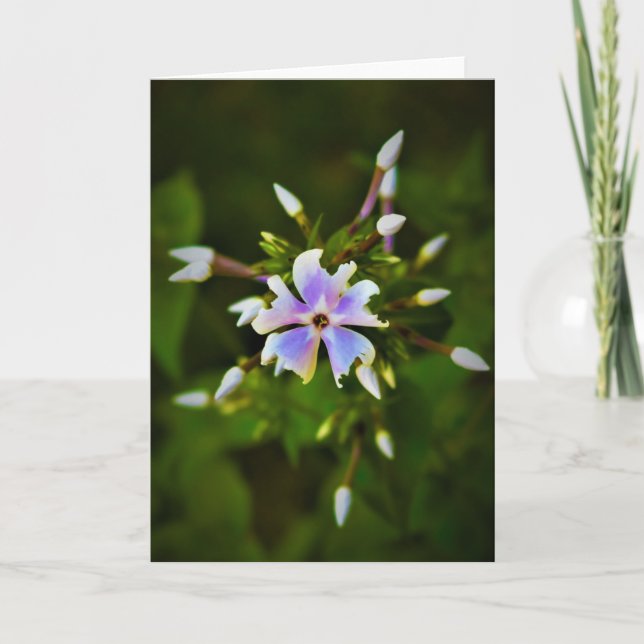 Phlox, card (Front)