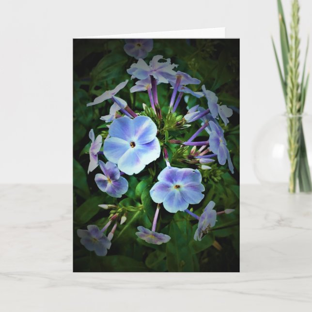 Phlox, card (Front)