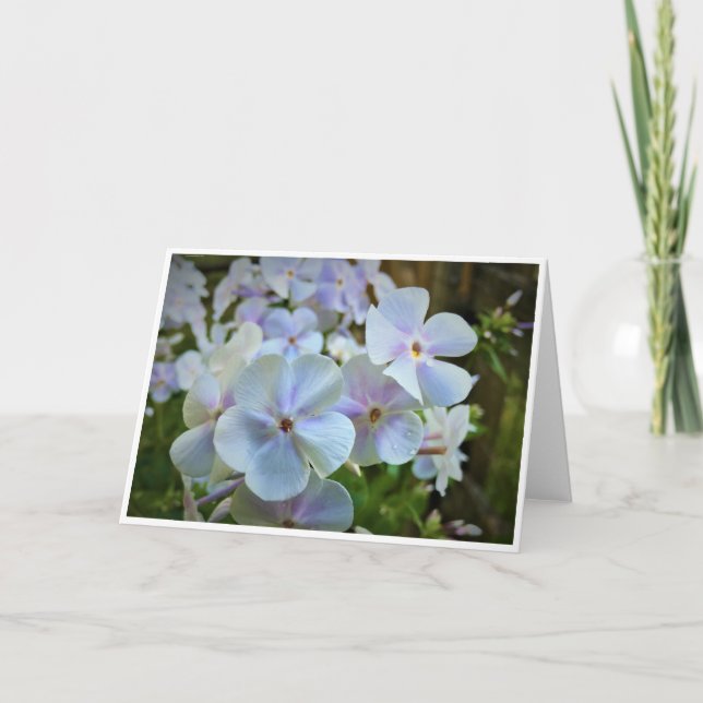 Phlox, card (Front)