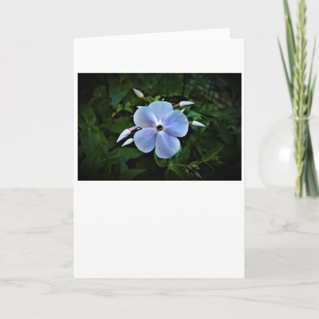 Phlox, card (Front)