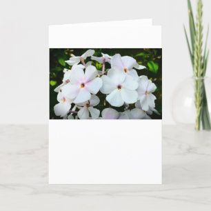 Phlox, Card