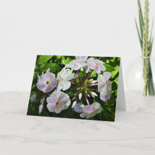 Phlox, card