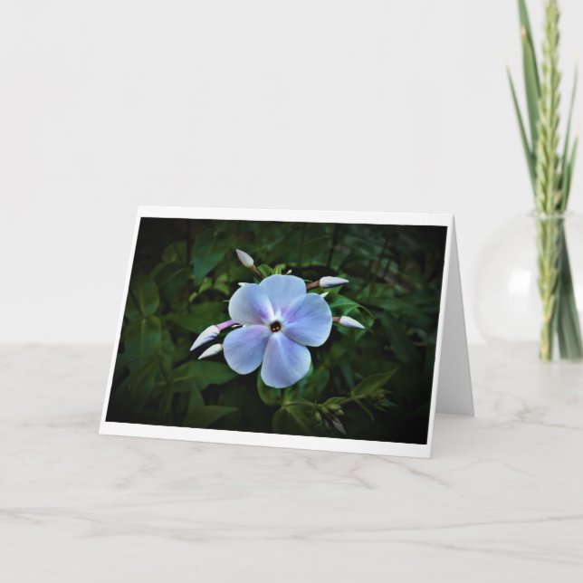Phlox, card (Front)