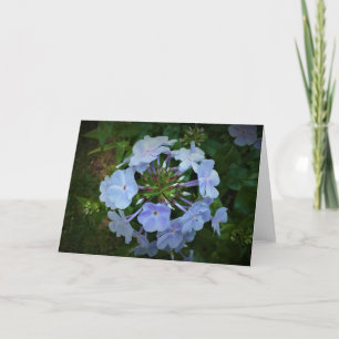 Phlox, card