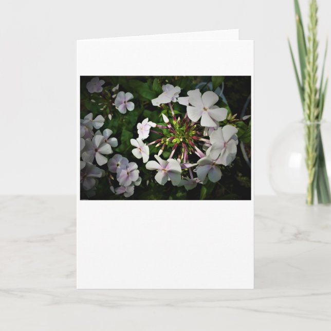 Phlox, carte (Devant)