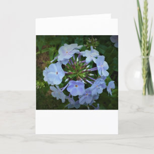 Phlox, carte