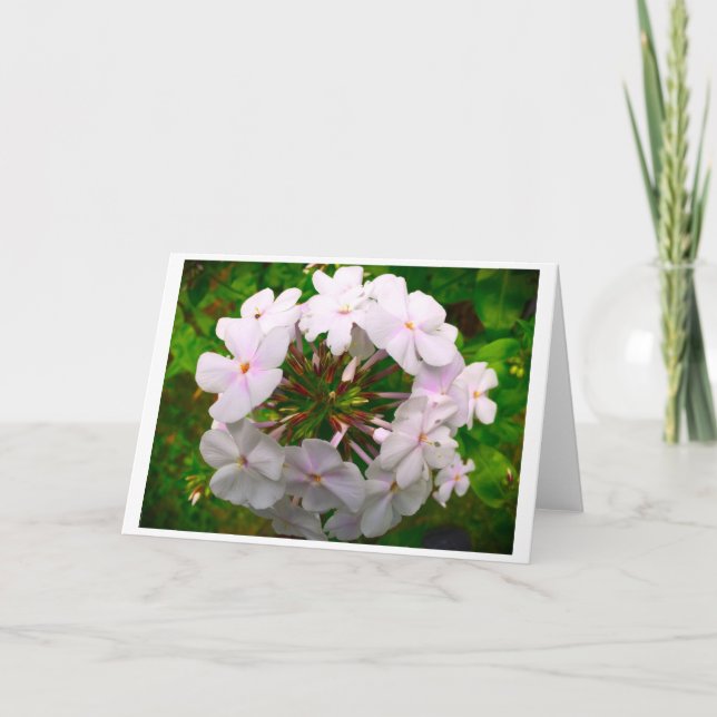 Phlox, carte (Devant)