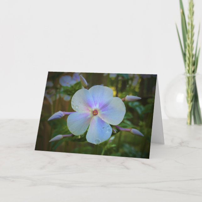 Phlox, carte (Devant)