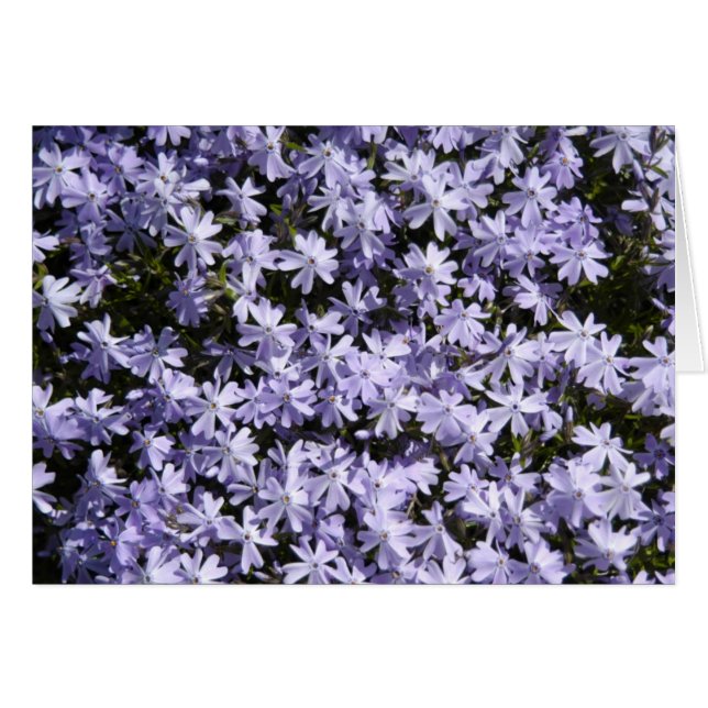 Phlox de rampement (Devant Horizontal)
