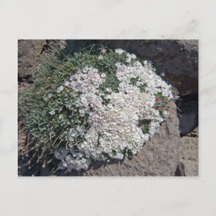 Phlox diffusa postcard