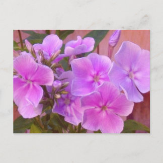 Phlox Floral Postcard