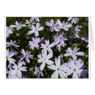 Phlox flower